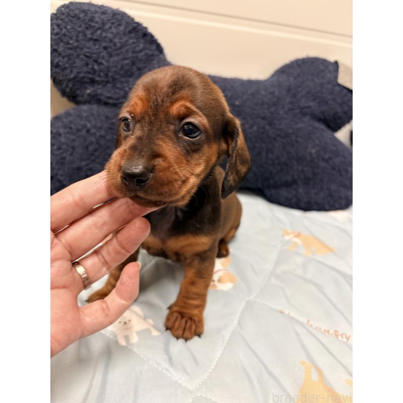 販売中の千葉県のスタンダードダックスフンド-425325の4枚目