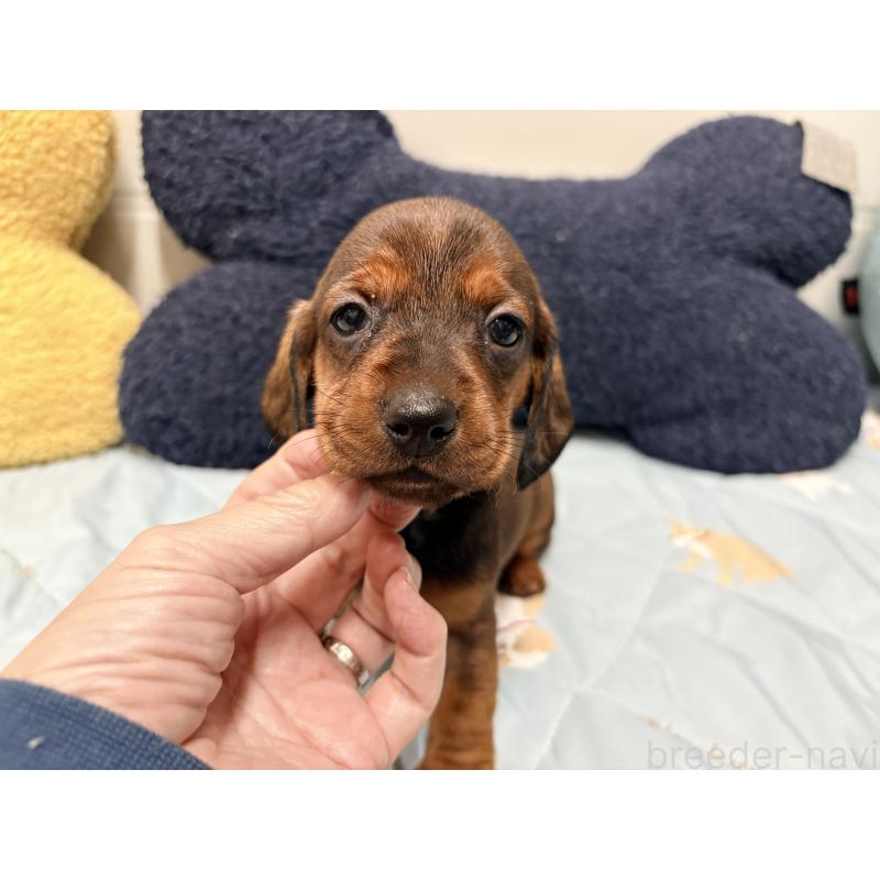 販売中の千葉県のスタンダードダックスフンド-425325の2枚目