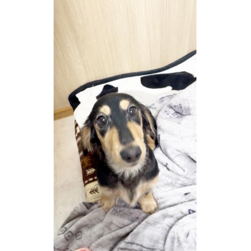 販売中の広島県のカニンヘンダックスフンド(ロングヘアード)-407783の2枚目