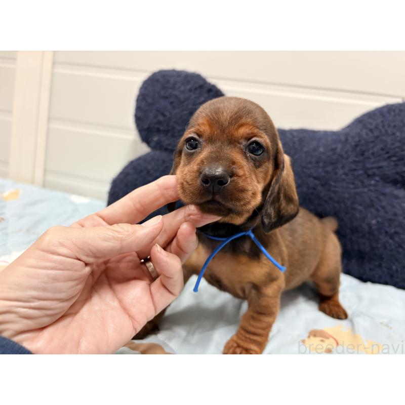 販売中の千葉県のスタンダードダックスフンド-425326の6枚目