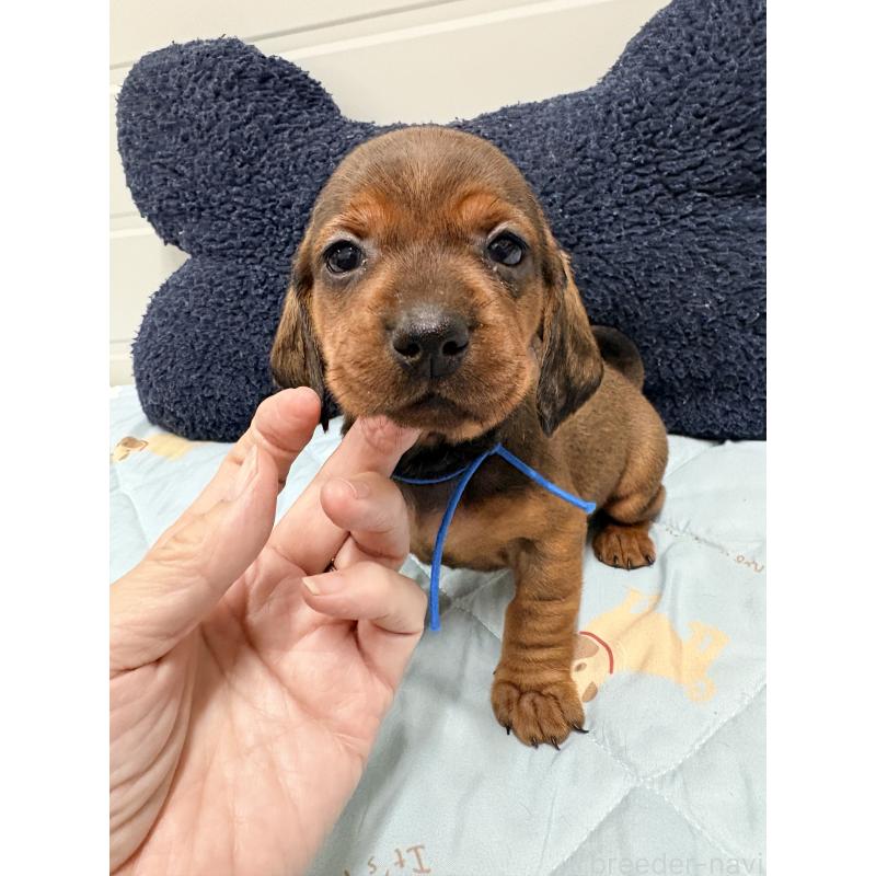 販売中の千葉県のスタンダードダックスフンド-425326の5枚目