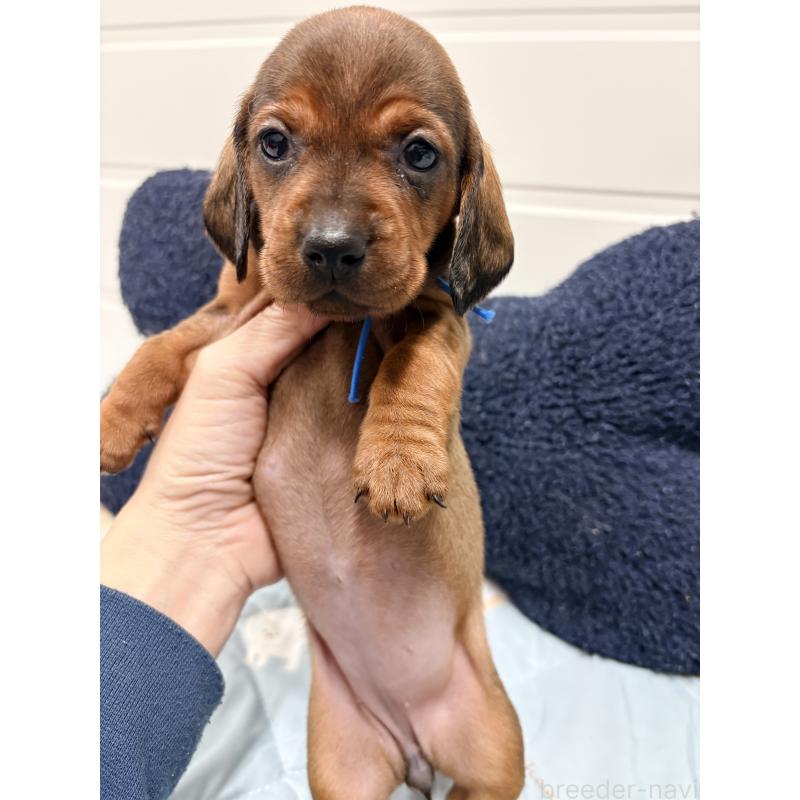 販売中の千葉県のスタンダードダックスフンド-425326の4枚目