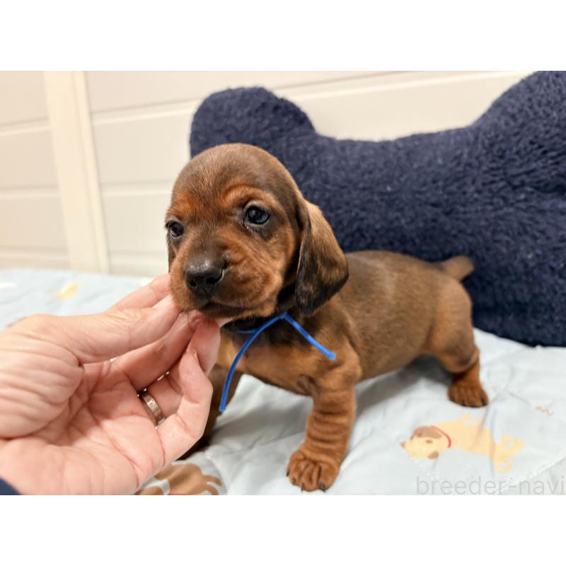 販売中の千葉県のスタンダードダックスフンド-425326の3枚目