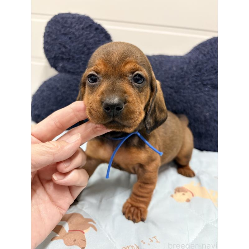 販売中の千葉県のスタンダードダックスフンド-425326の2枚目