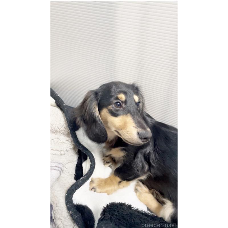 販売中の広島県のカニンヘンダックスフンド(ロングヘアード)-407784の3枚目