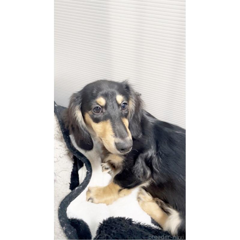 販売中の広島県のカニンヘンダックスフンド(ロングヘアード)-407784の2枚目