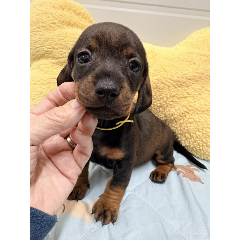 販売中の千葉県のスタンダードダックスフンド-433976の4枚目