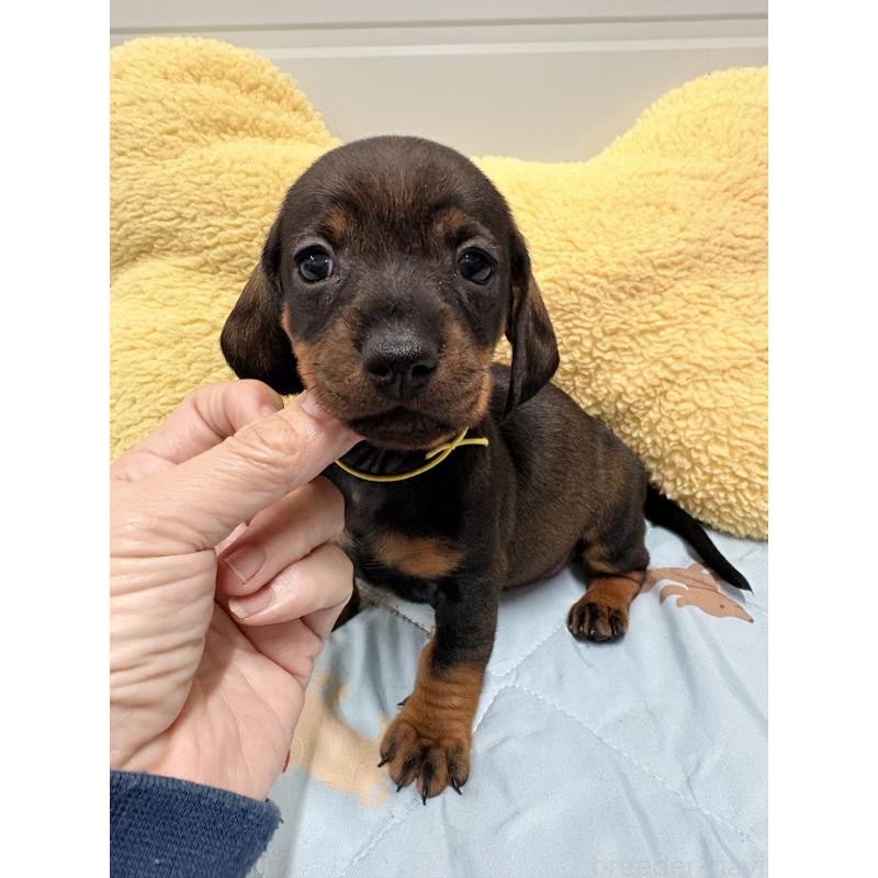 販売中の千葉県のスタンダードダックスフンド-433976の3枚目