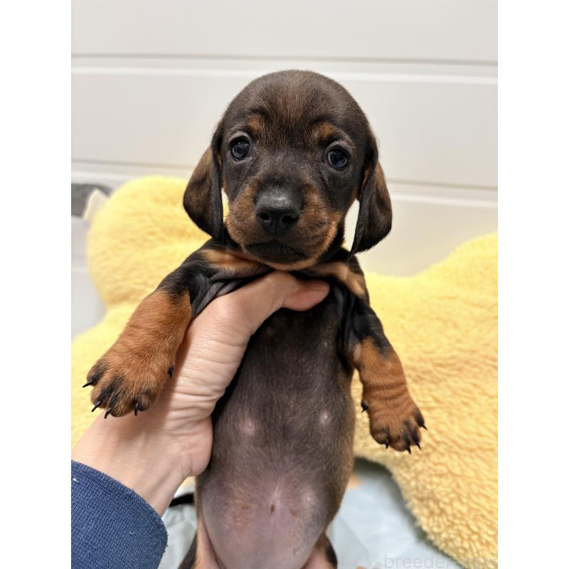 販売中の千葉県のスタンダードダックスフンド-433976の2枚目