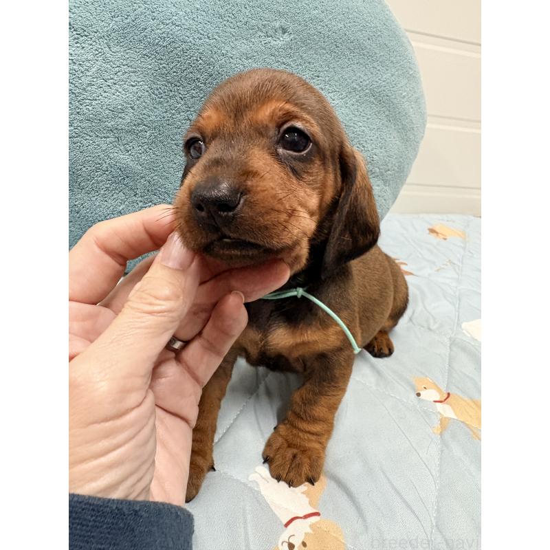 販売中の千葉県のスタンダードダックスフンド-433977の8枚目