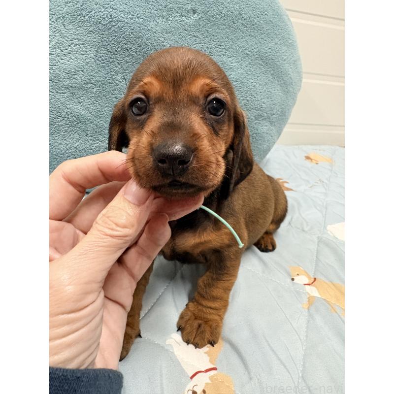 販売中の千葉県のスタンダードダックスフンド-433977の7枚目