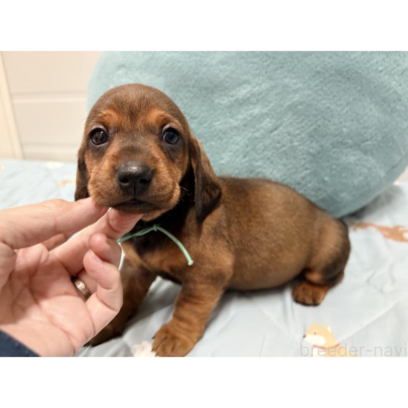 販売中の千葉県のスタンダードダックスフンド-433977の6枚目