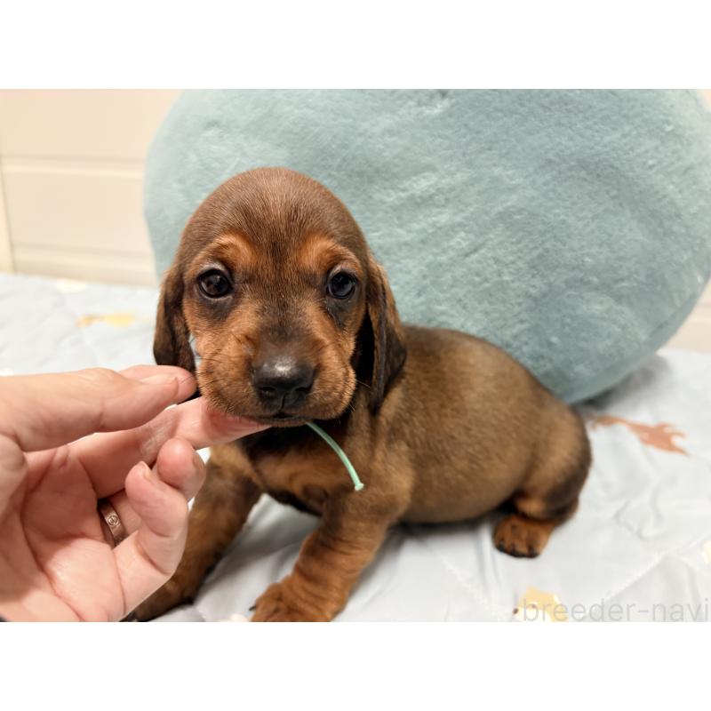 販売中の千葉県のスタンダードダックスフンド-433977の5枚目