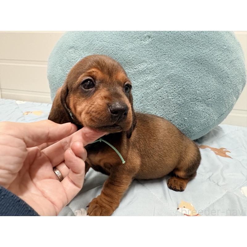 販売中の千葉県のスタンダードダックスフンド-433977の4枚目