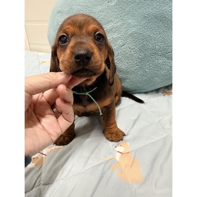 販売中の千葉県のスタンダードダックスフンド-433977の3枚目