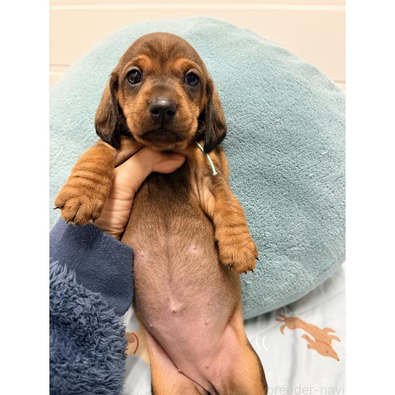 販売中の千葉県のスタンダードダックスフンド-433977の2枚目