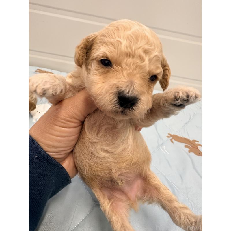 販売中の千葉県のビションプー:ビションフリーゼ×トイプードル-433978の4枚目