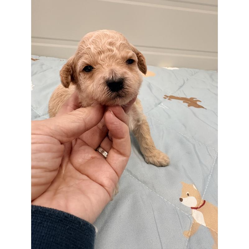 販売中の千葉県のビションプー:ビションフリーゼ×トイプードル-433978の3枚目