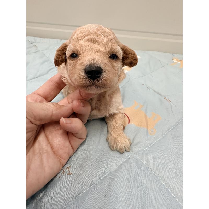 販売中の千葉県のビションプー:ビションフリーゼ×トイプードル-433978の2枚目