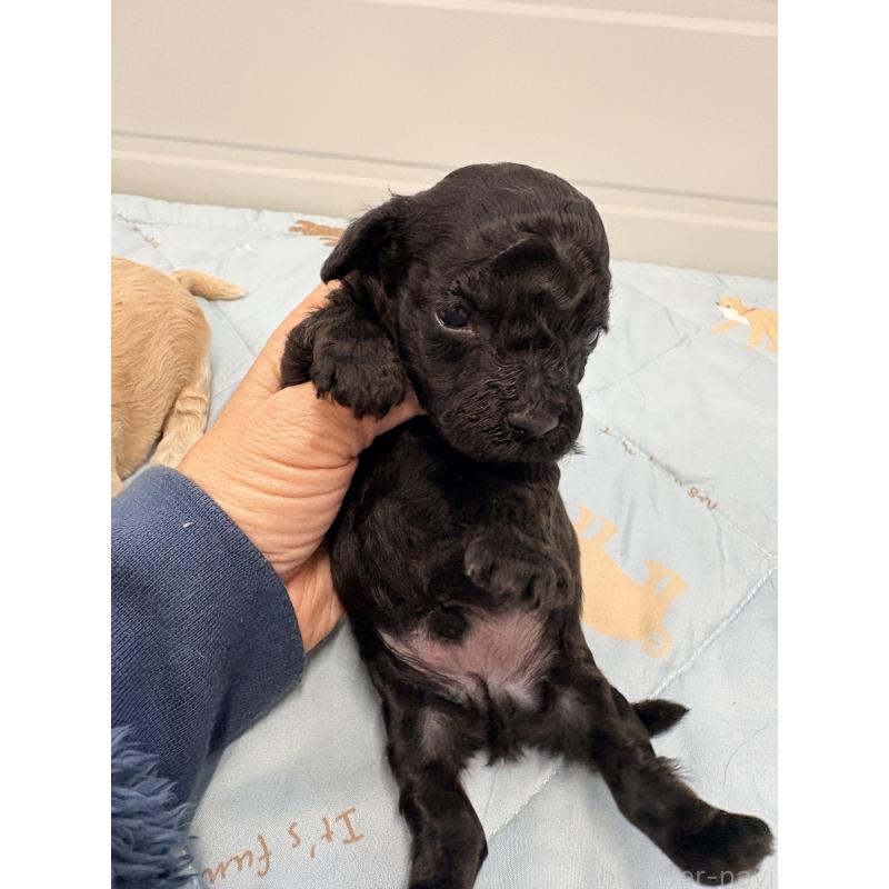 販売中の千葉県のビションプー:ビションフリーゼ×トイプードル-433979の5枚目