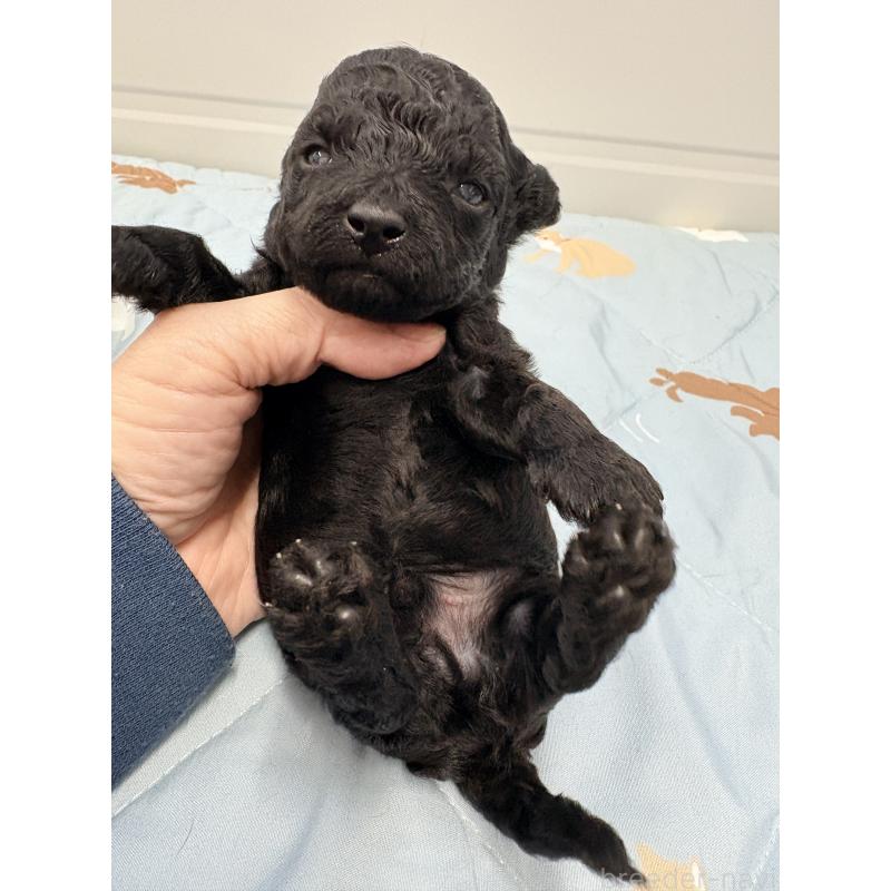 販売中の千葉県のビションプー:ビションフリーゼ×トイプードル-433979の4枚目