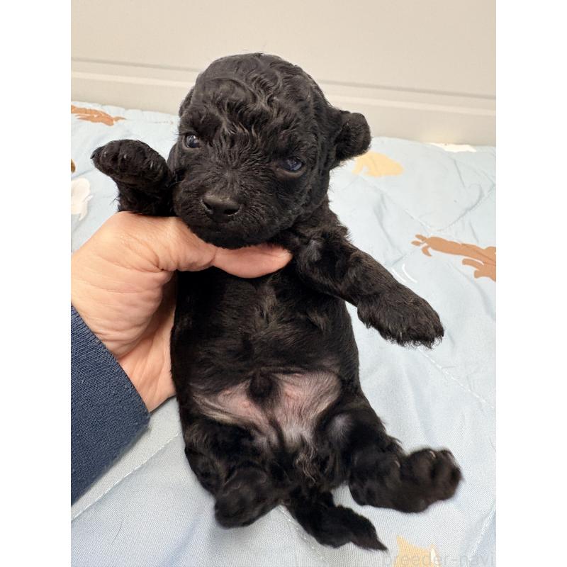 販売中の千葉県のビションプー:ビションフリーゼ×トイプードル-433979の3枚目