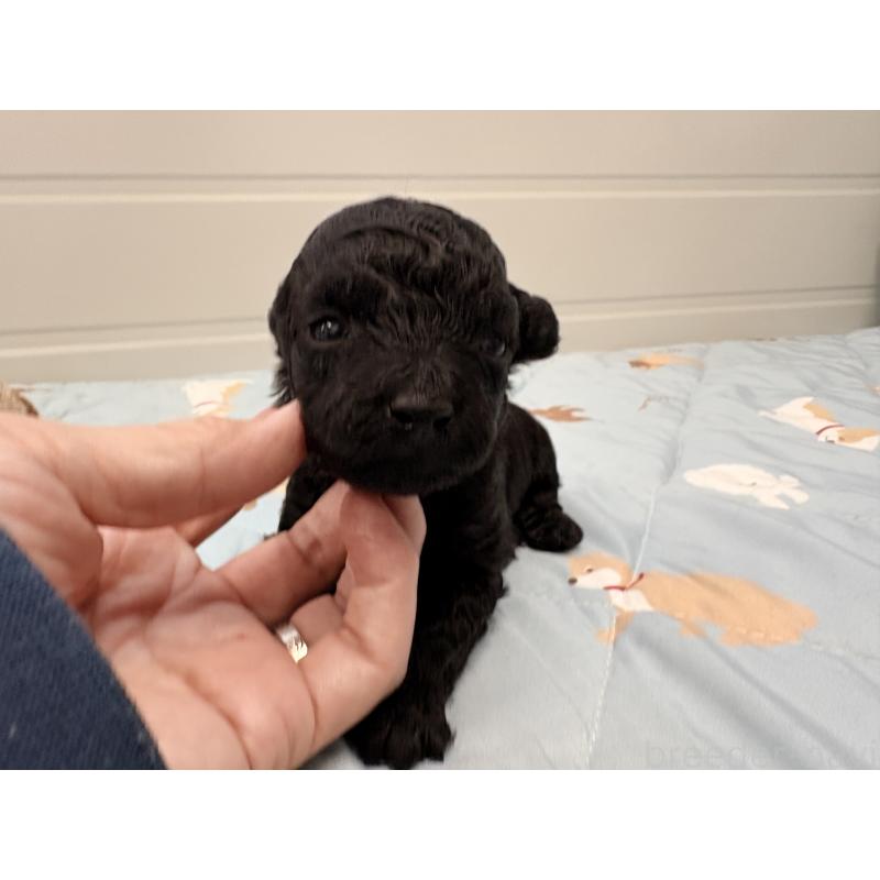 販売中の千葉県のビションプー:ビションフリーゼ×トイプードル-433979の2枚目