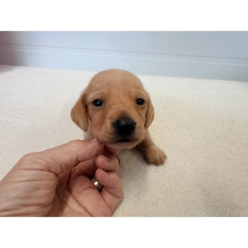 販売中の千葉県のミニチュアダックスフンド(スムースヘアード)-433980の5枚目