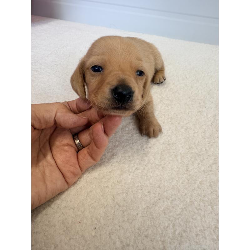 販売中の千葉県のミニチュアダックスフンド(スムースヘアード)-433980の4枚目