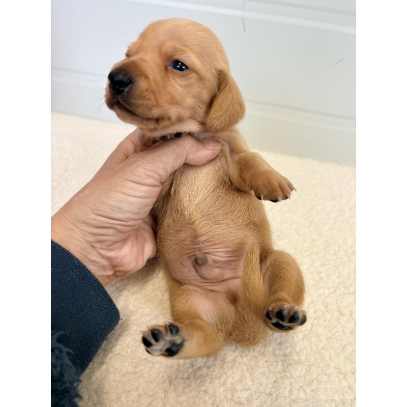 販売中の千葉県のミニチュアダックスフンド(スムースヘアード)-433980の3枚目