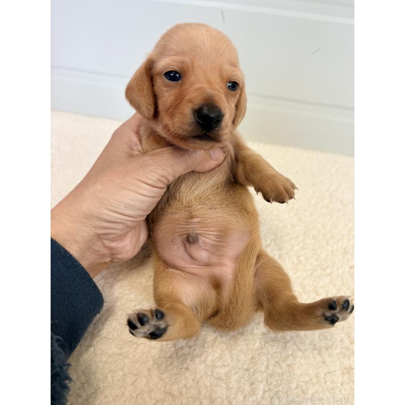 販売中の千葉県のミニチュアダックスフンド(スムースヘアード)-433980の2枚目