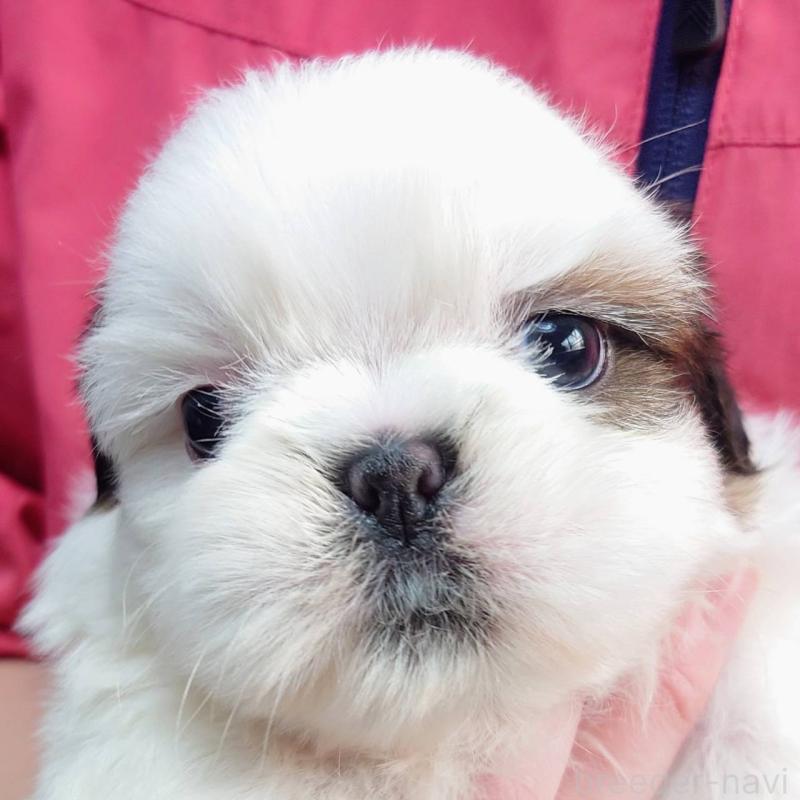 販売中の山口県のシーズー-432303