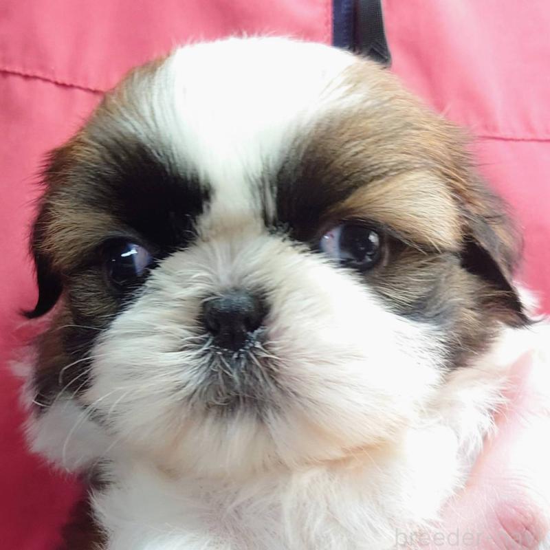 販売中の山口県のシーズー-432304