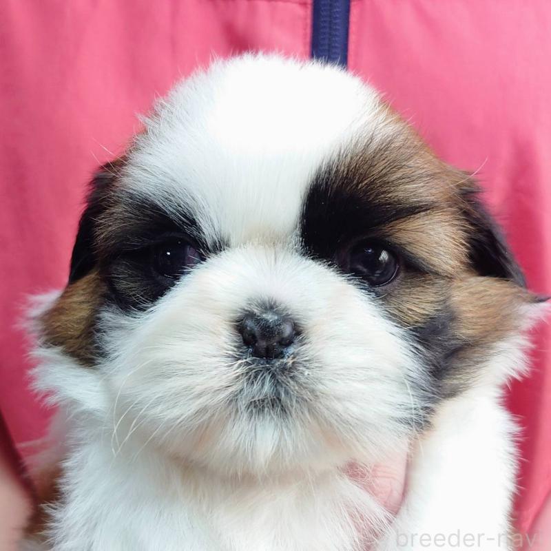 販売中の山口県のシーズー-432305