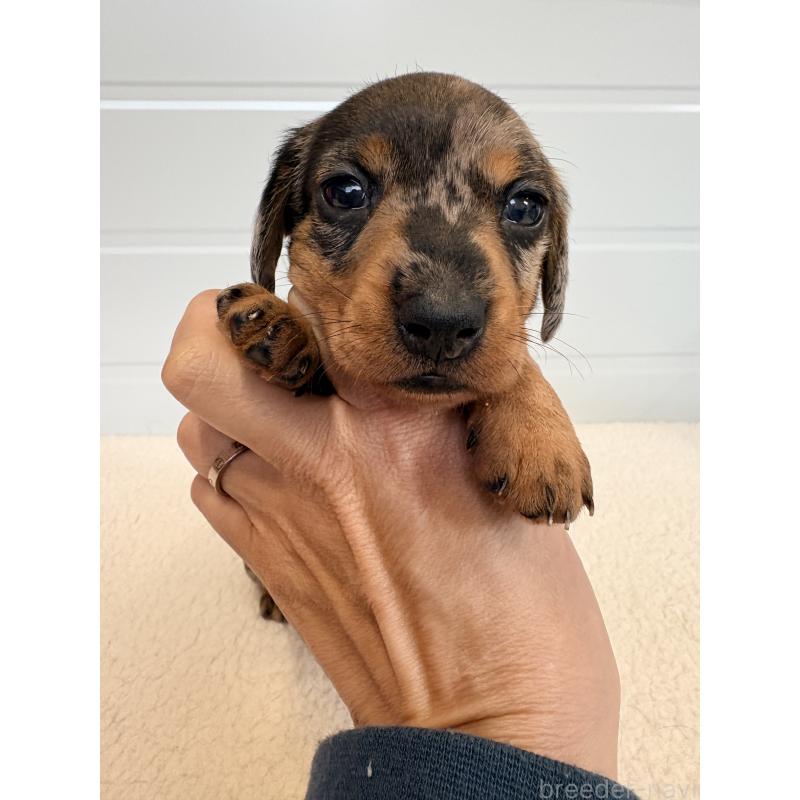 販売中の千葉県のカニンヘンダックスフンド(ワイヤーヘアード)-433981の5枚目