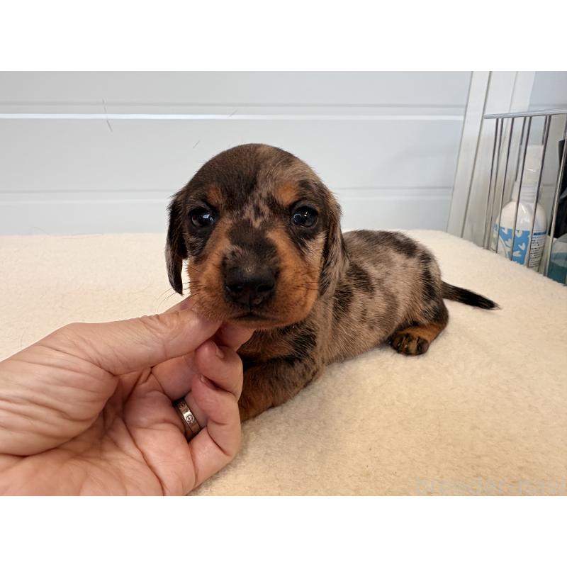 販売中の千葉県のカニンヘンダックスフンド(ワイヤーヘアード)-433981の4枚目