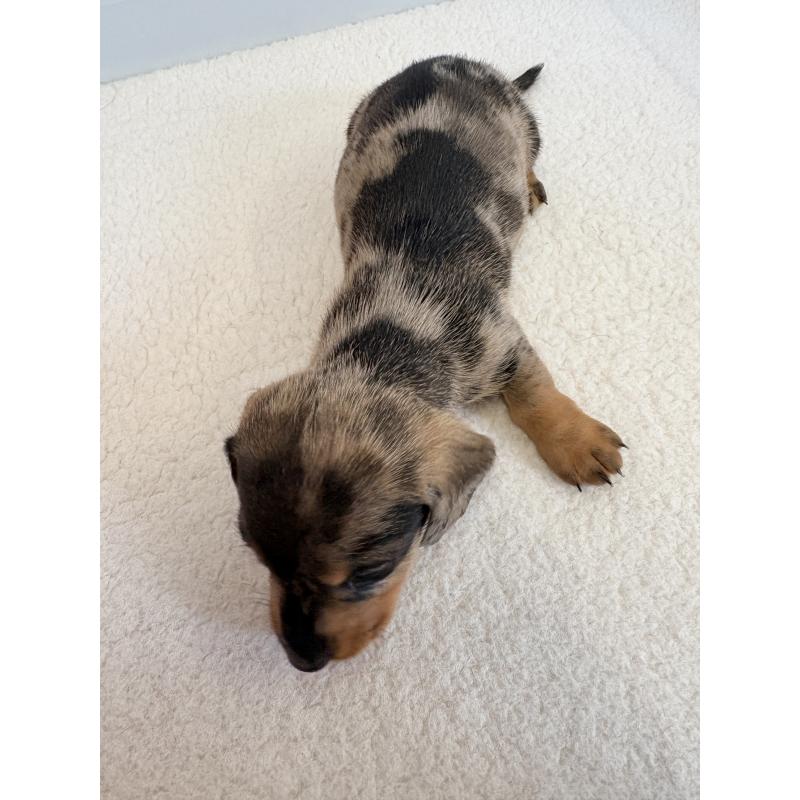 販売中の千葉県のカニンヘンダックスフンド(ワイヤーヘアード)-433981の3枚目