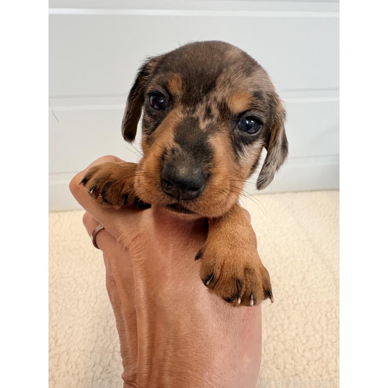 販売中の千葉県のカニンヘンダックスフンド(ワイヤーヘアード)-433981の2枚目