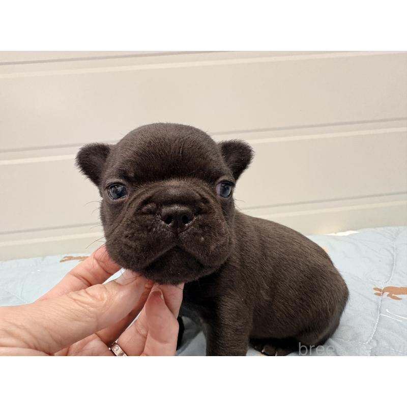 販売中の千葉県のフレンチブルドッグ-433982の7枚目