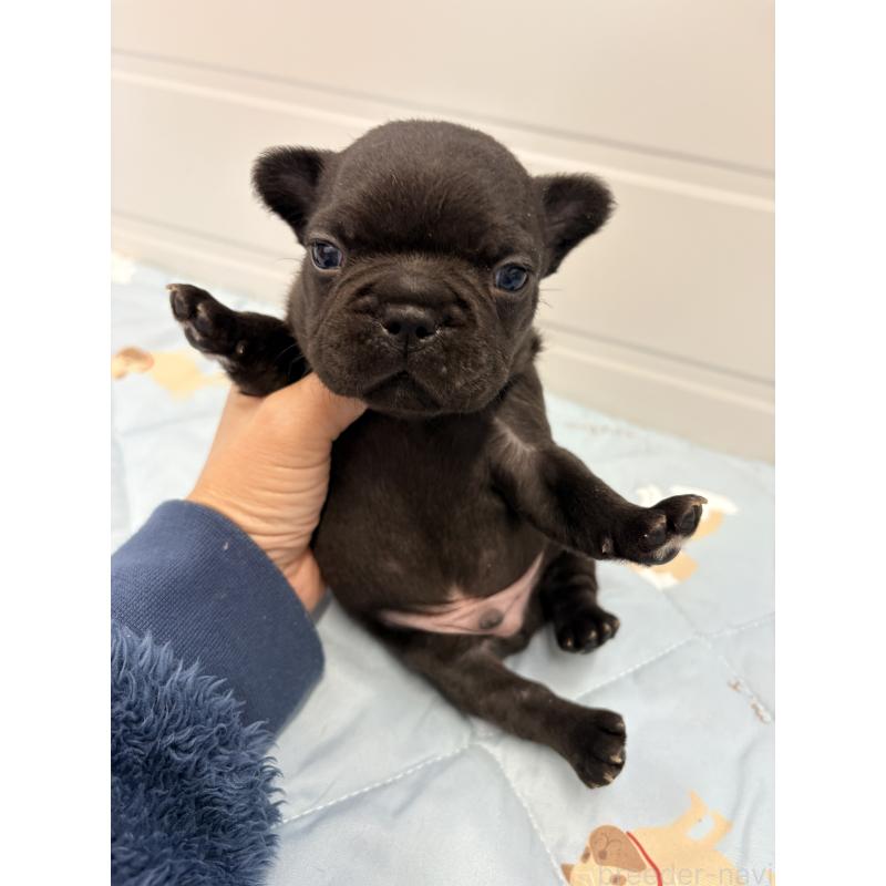 販売中の千葉県のフレンチブルドッグ-433982の6枚目