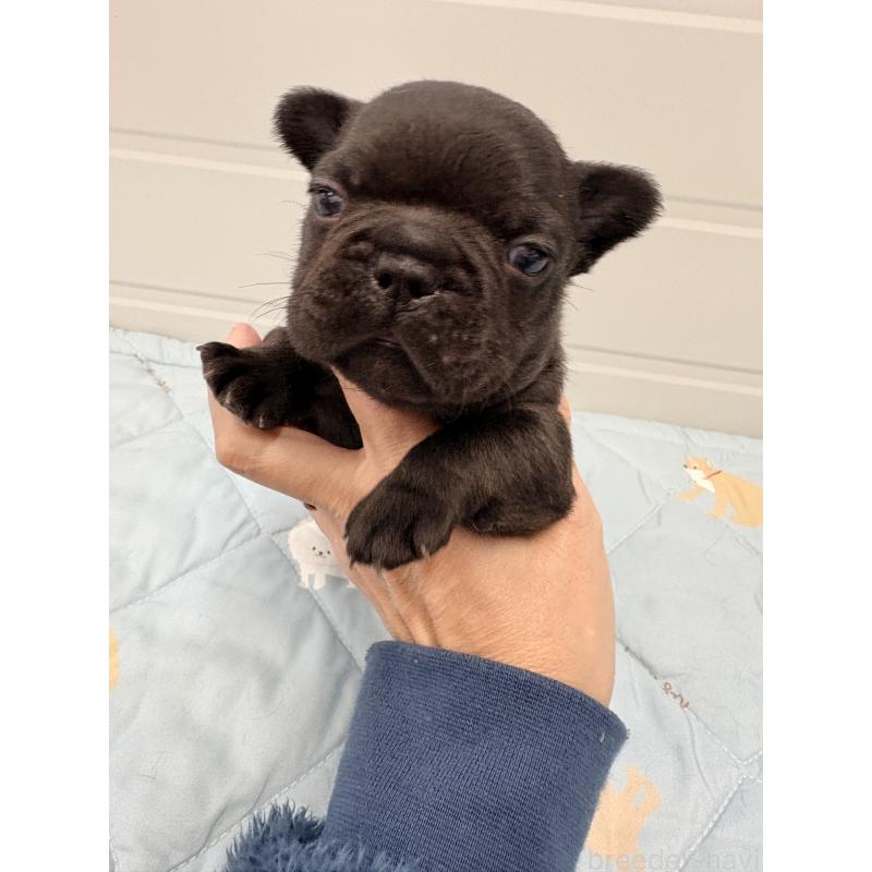 販売中の千葉県のフレンチブルドッグ-433982の5枚目