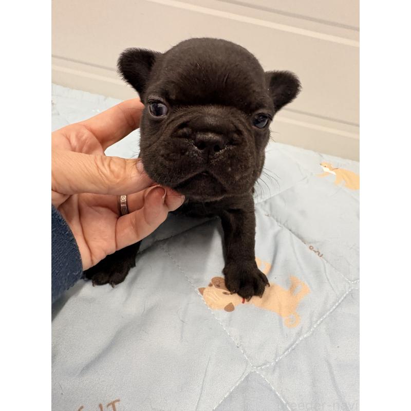 販売中の千葉県のフレンチブルドッグ-433982の4枚目