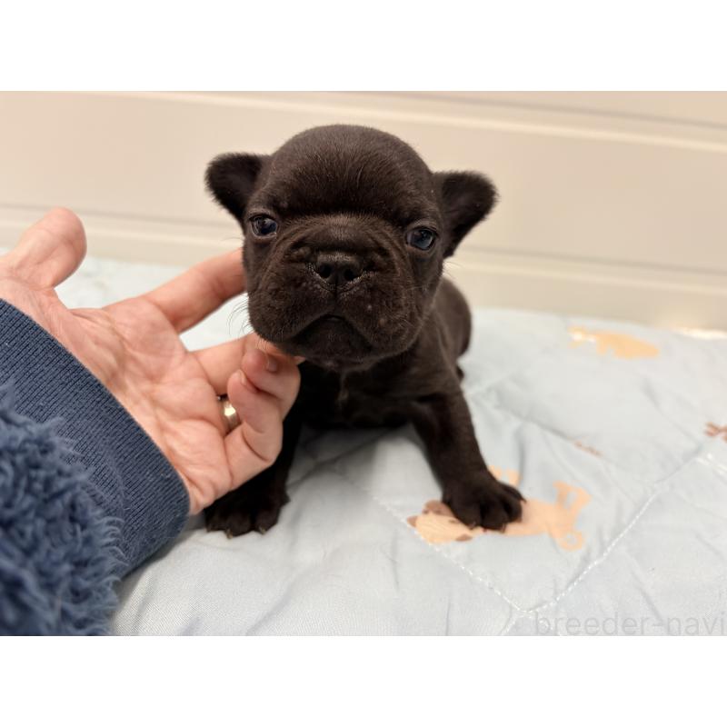 販売中の千葉県のフレンチブルドッグ-433982の3枚目