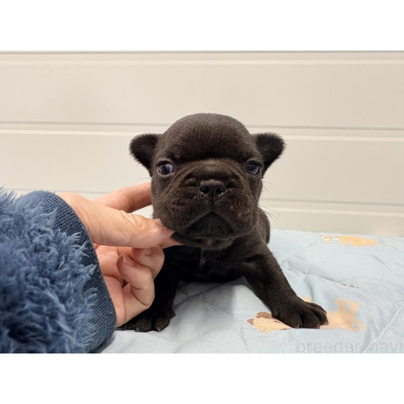 販売中の千葉県のフレンチブルドッグ-433982の2枚目