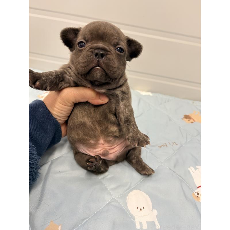 販売中の千葉県のフレンチブルドッグ-433983の6枚目