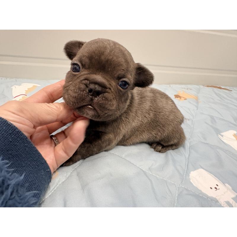 販売中の千葉県のフレンチブルドッグ-433983の5枚目