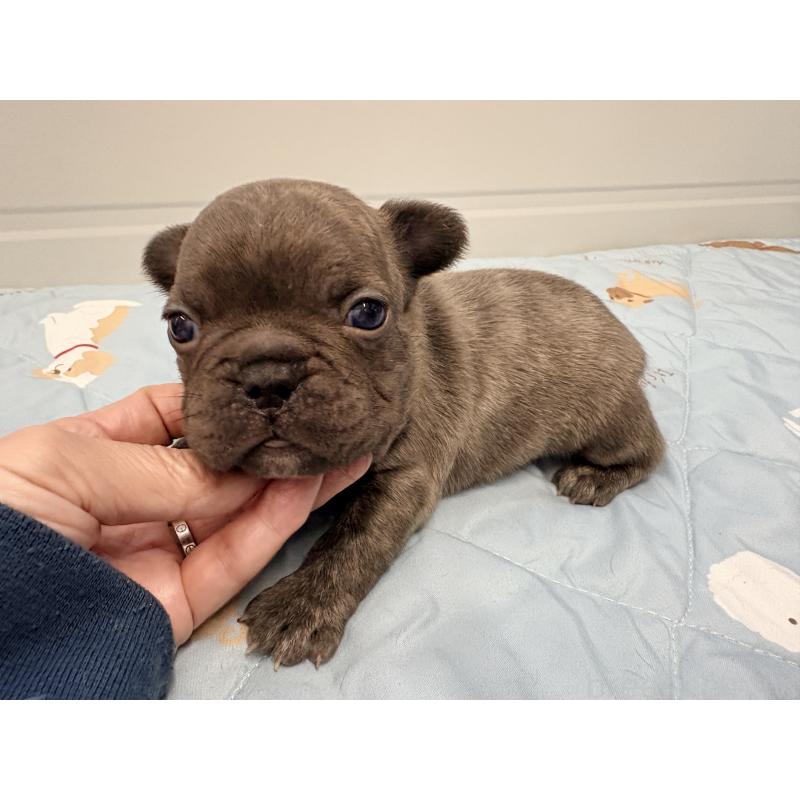 販売中の千葉県のフレンチブルドッグ-433983の4枚目