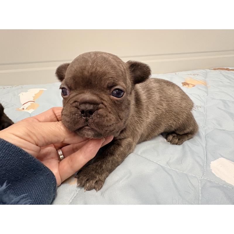 販売中の千葉県のフレンチブルドッグ-433983の3枚目