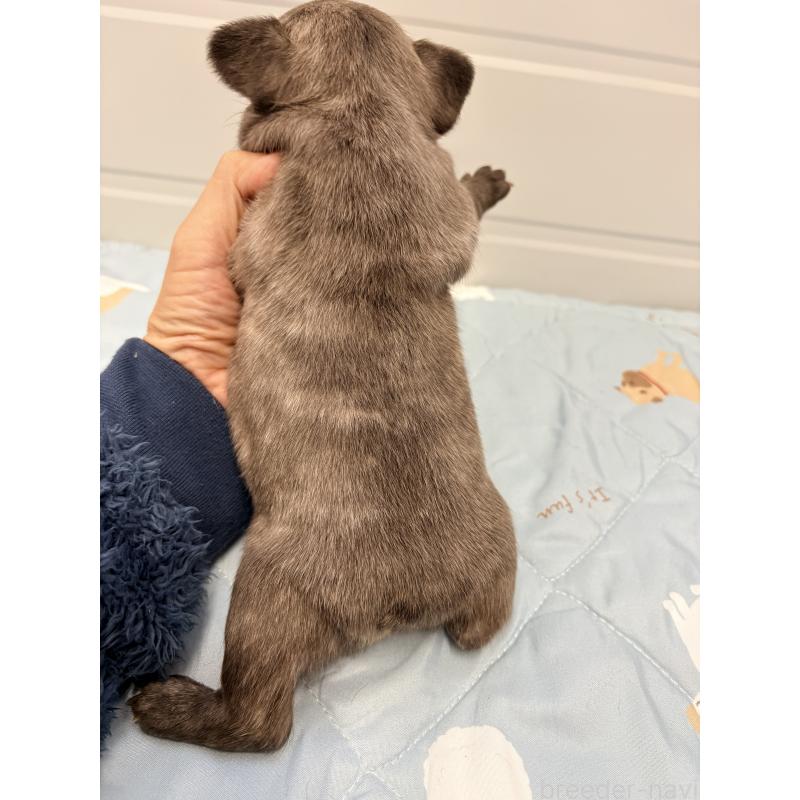 販売中の千葉県のフレンチブルドッグ-433983の2枚目