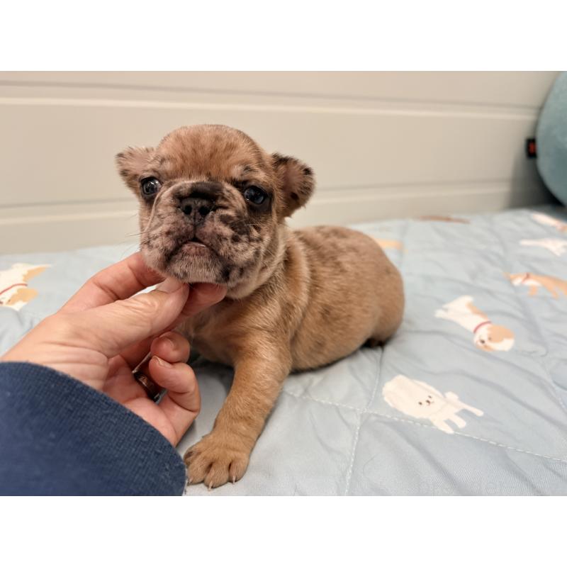 販売中の千葉県のフレンチブルドッグ-433984の8枚目